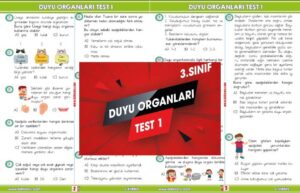 3.Sınıf Duyu Organları Etkinlik